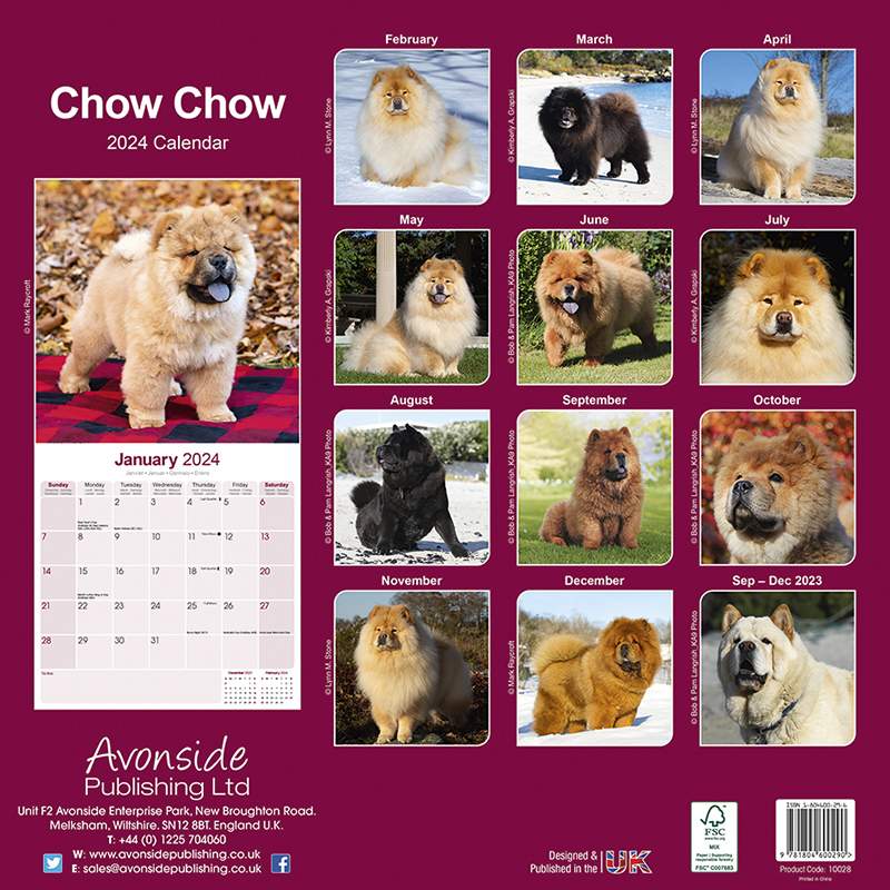 Chow Chow Calendar 2024 (Square) Dogs Naturally